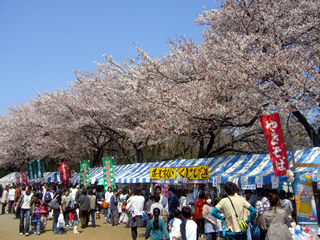 町田市民さくらまつり