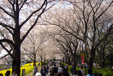 町田市民さくら祭り