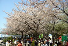 町田市民さくら祭り