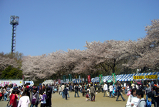 町田市民さくら祭り