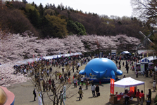 町田市民さくら祭り
