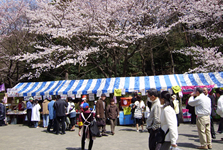 町田市民さくら祭り