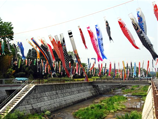 鶴見川泳げ鯉のぼり・甲州武者のぼり