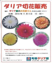 ダリア切り花販売
