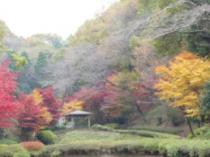 薬師池公園紅葉2009