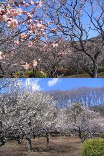 薬師池公園梅20110310