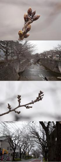 さくらリポーター村山正徳