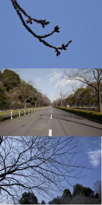 さくらリポーター村山正徳