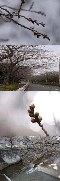 さくらリポーター村山正徳