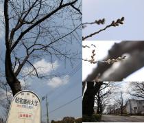 さくらリポーター村山正徳