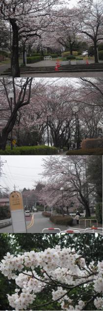 さ