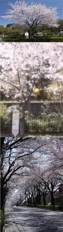 さくらリポーター村山正徳