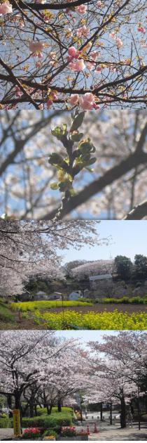 さ