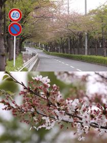 さくらリポーター村山正徳