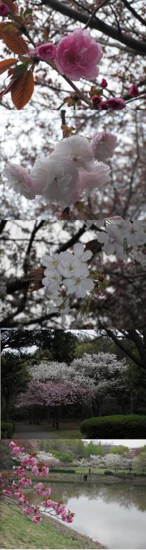 さくらリポーターふじっぺ