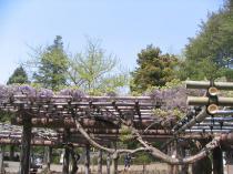 薬師池公園・藤20110426