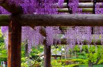 薬師池公園・藤20110506