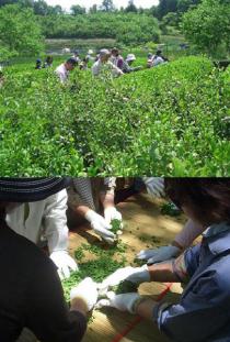 20110514茶摘み＆製茶体験