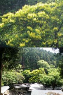 ジャケツイバラ20110520