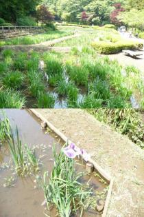 薬師池公園ハナショウブ20110526