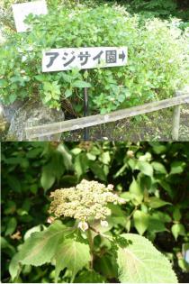 薬師池公園・アジサイ20110526