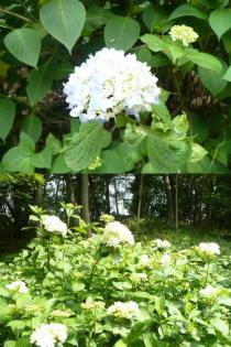 薬師池公園アジサイ2011年5月31日