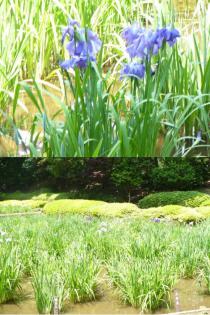 薬師池公園ハナショウブ20110606