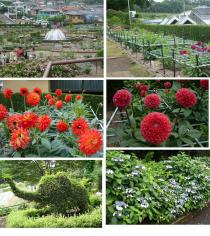 ダリア園6月18日