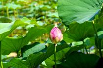 薬師池公園ハス20110703