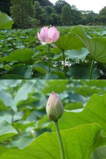 薬師池公園・ハス20110706