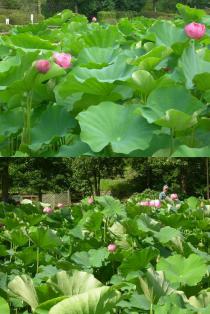 薬師池公園・ハス20110722