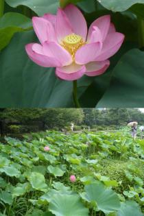 薬師池公園・ハス20110729
