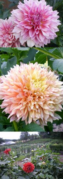 町田ダリア園20110808