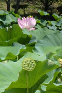 薬師池公園・ハス20110811