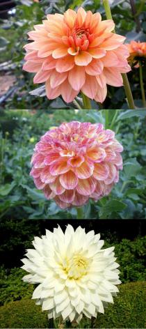 ダリア園20110825