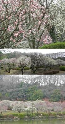 【梅】2月27日