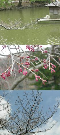 3月22日桜