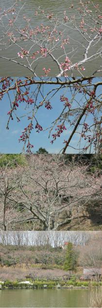 3月27日桜