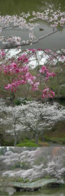 4月2日桜