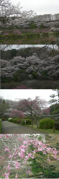 4月4日桜