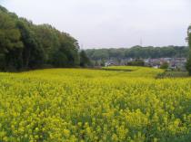 菜の花