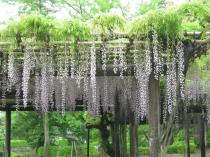 ５月１２日藤