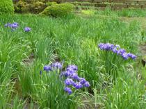 5月24日ハナショウブ