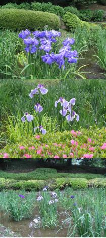 5月31日ハナショウブ