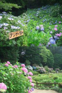 町田の紫陽花
