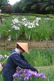 6月9日花ショウブ