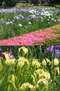 6月16日花菖蒲