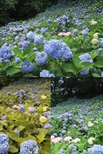 6月17日紫陽花
